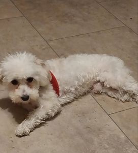 Meet your Posher, Demetrius